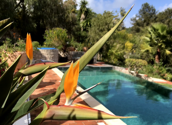 Casa Palmeira, Algarve, Portugal Swimming Pool